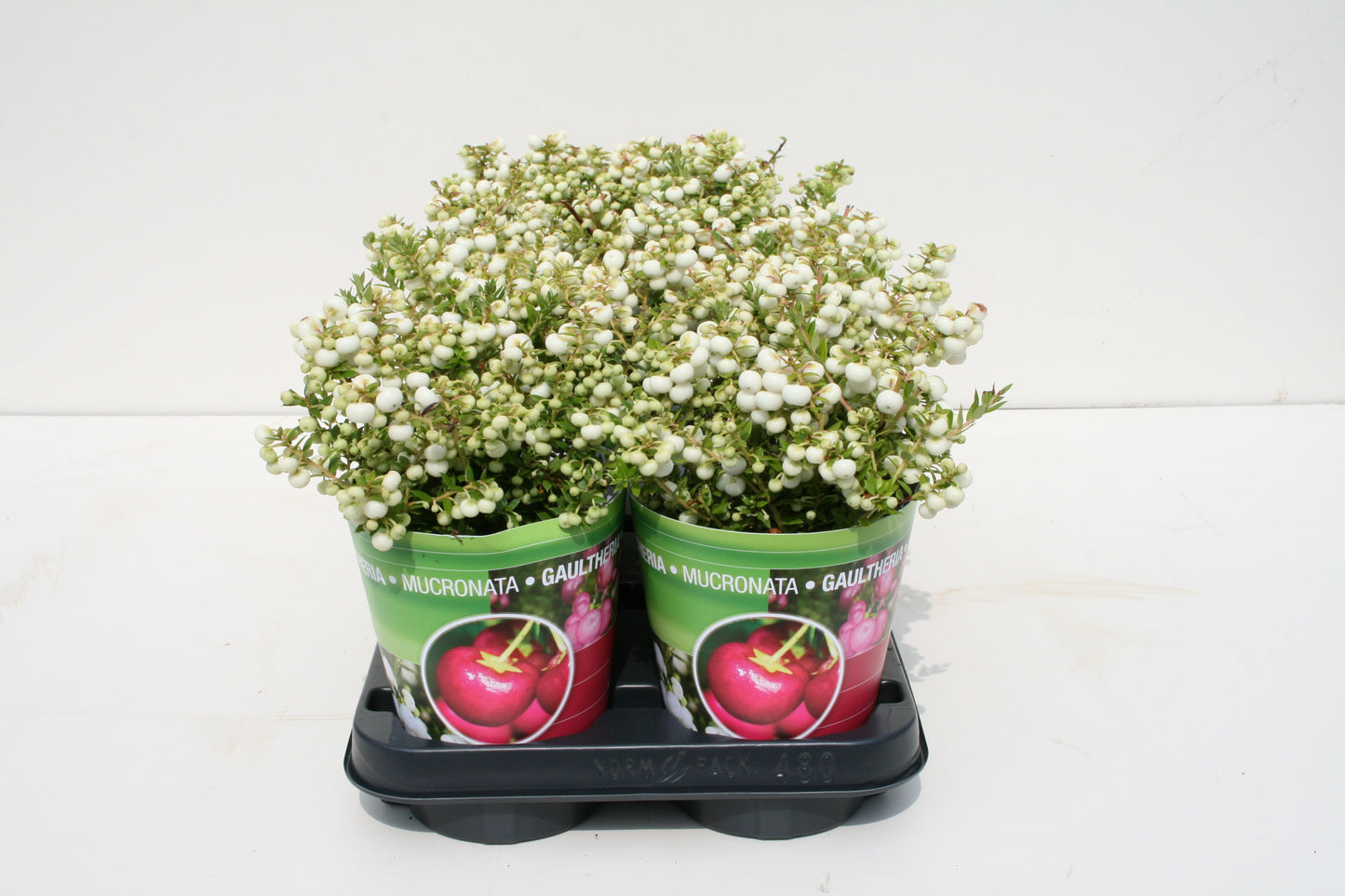 Windhorst & Zn, Firma W. Gaultheria mucr. white Pack of 10