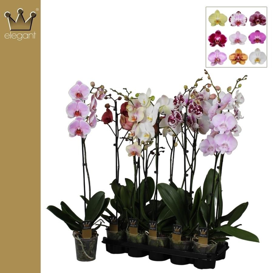 Phalaenopsis mix 75cm 12cm Pot