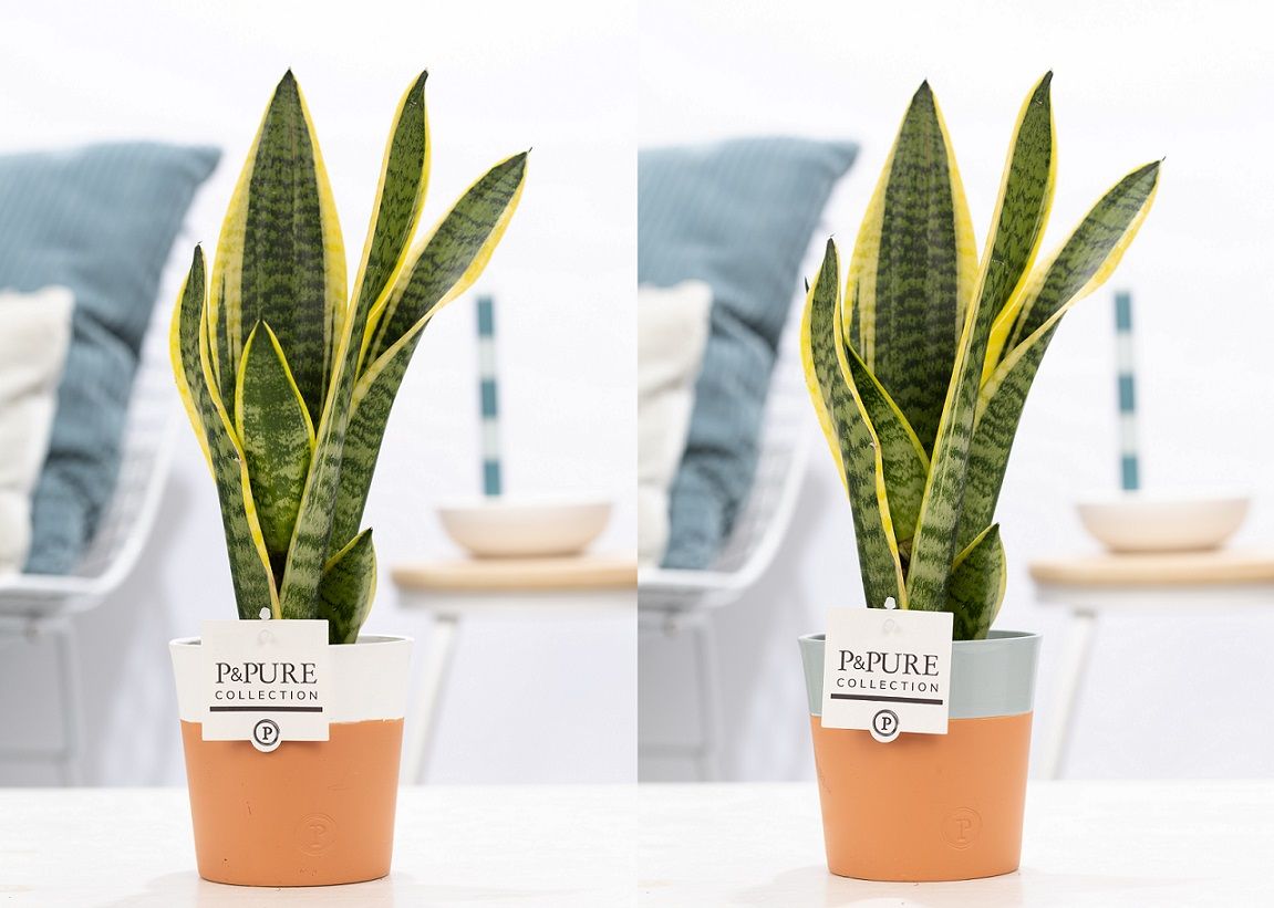 Sansevieria Futura Superba 30cm 12cm Pot