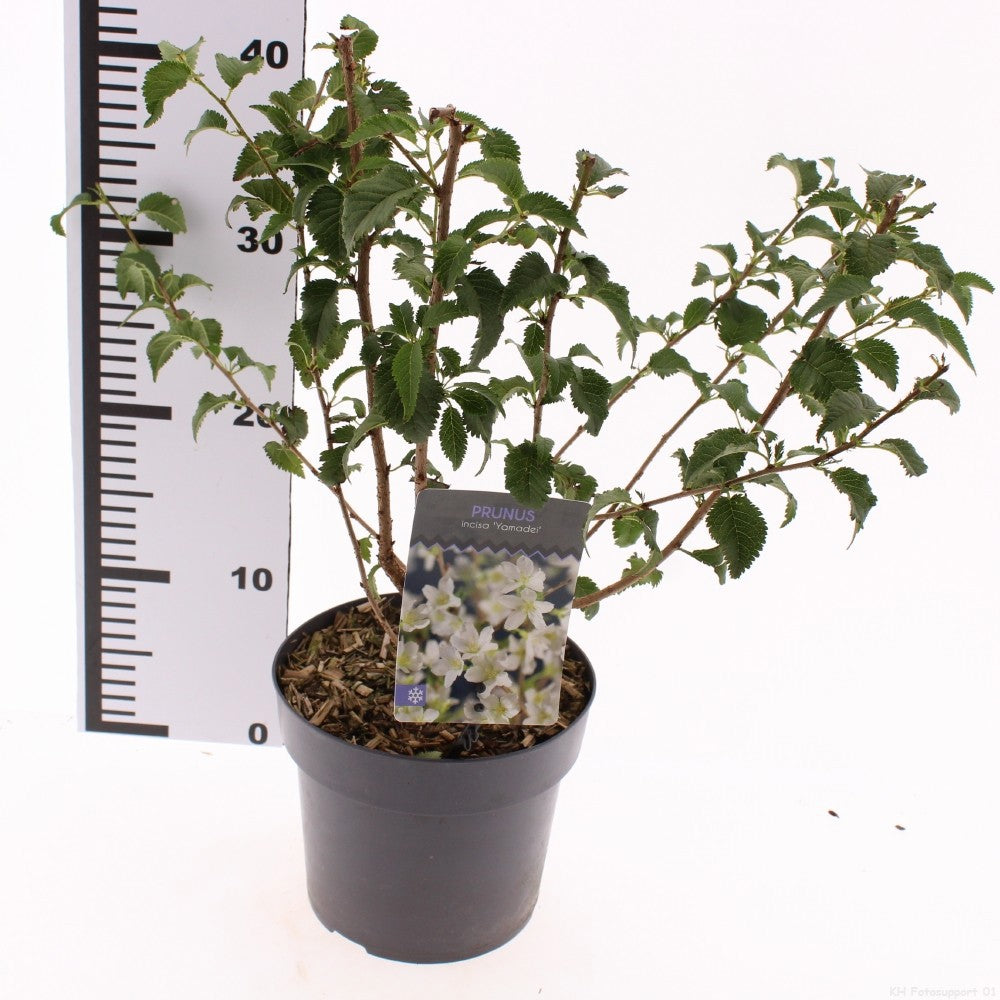 Prunus incisa 25cm 17cm Pot