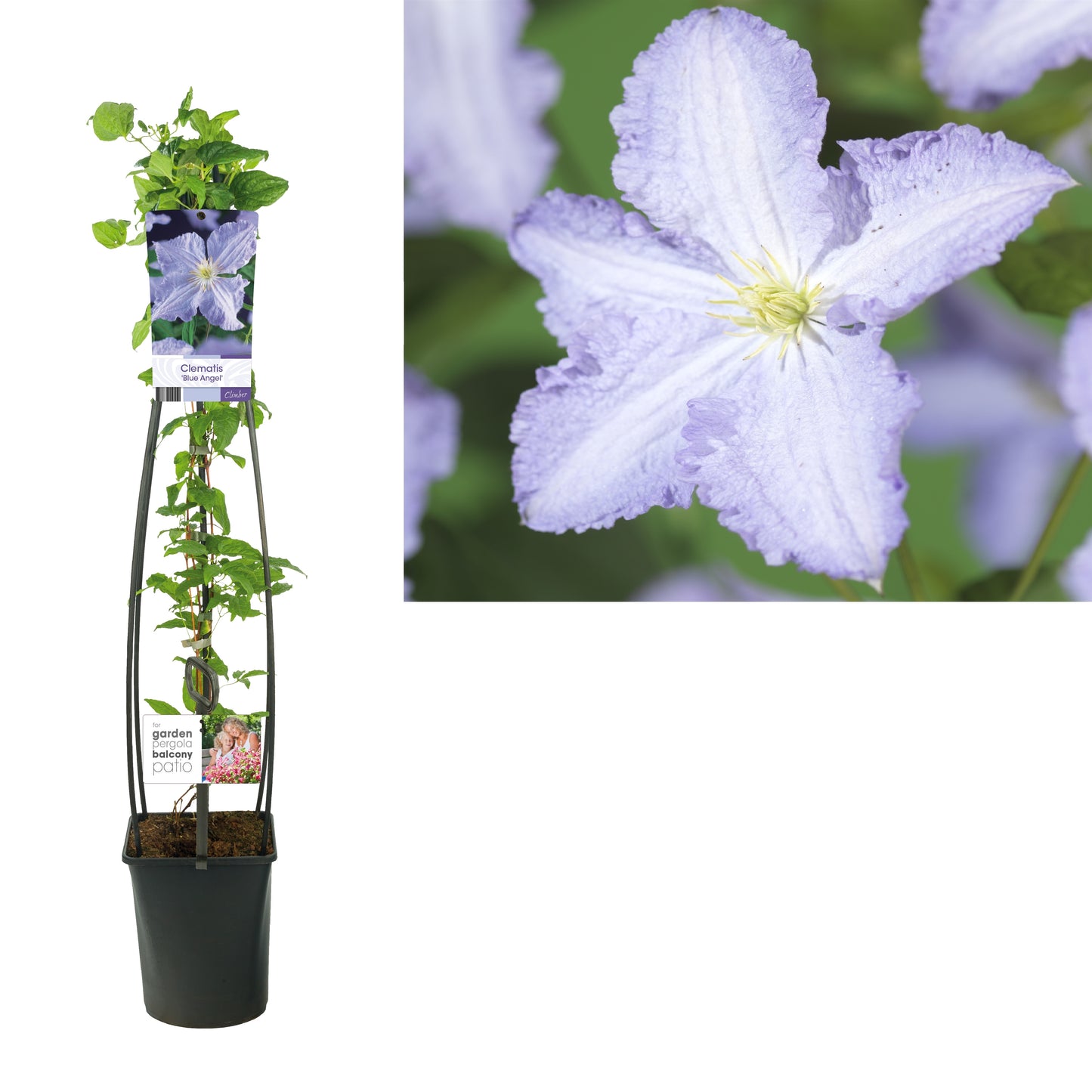 Clematis jac. Blekitny Aniol 115cm 23cm Pot