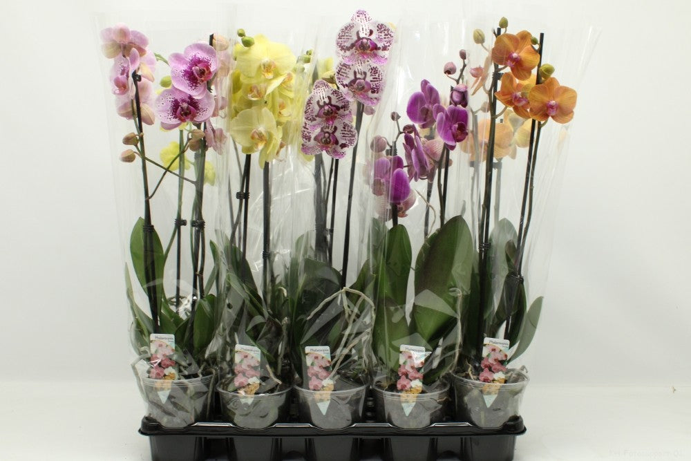 Phalaenopsis mix 60cm 12cm Pot