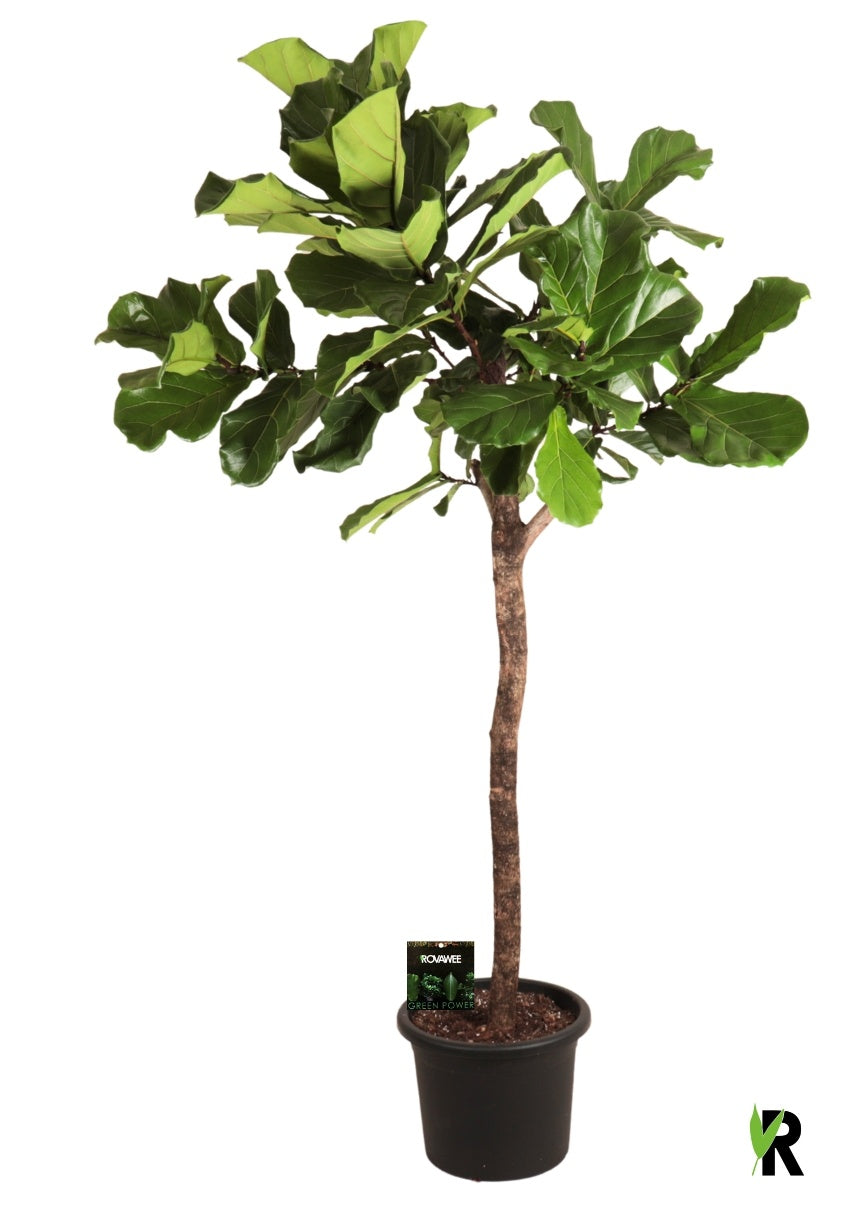 Ficus lyrata 250cm 45cm Pot