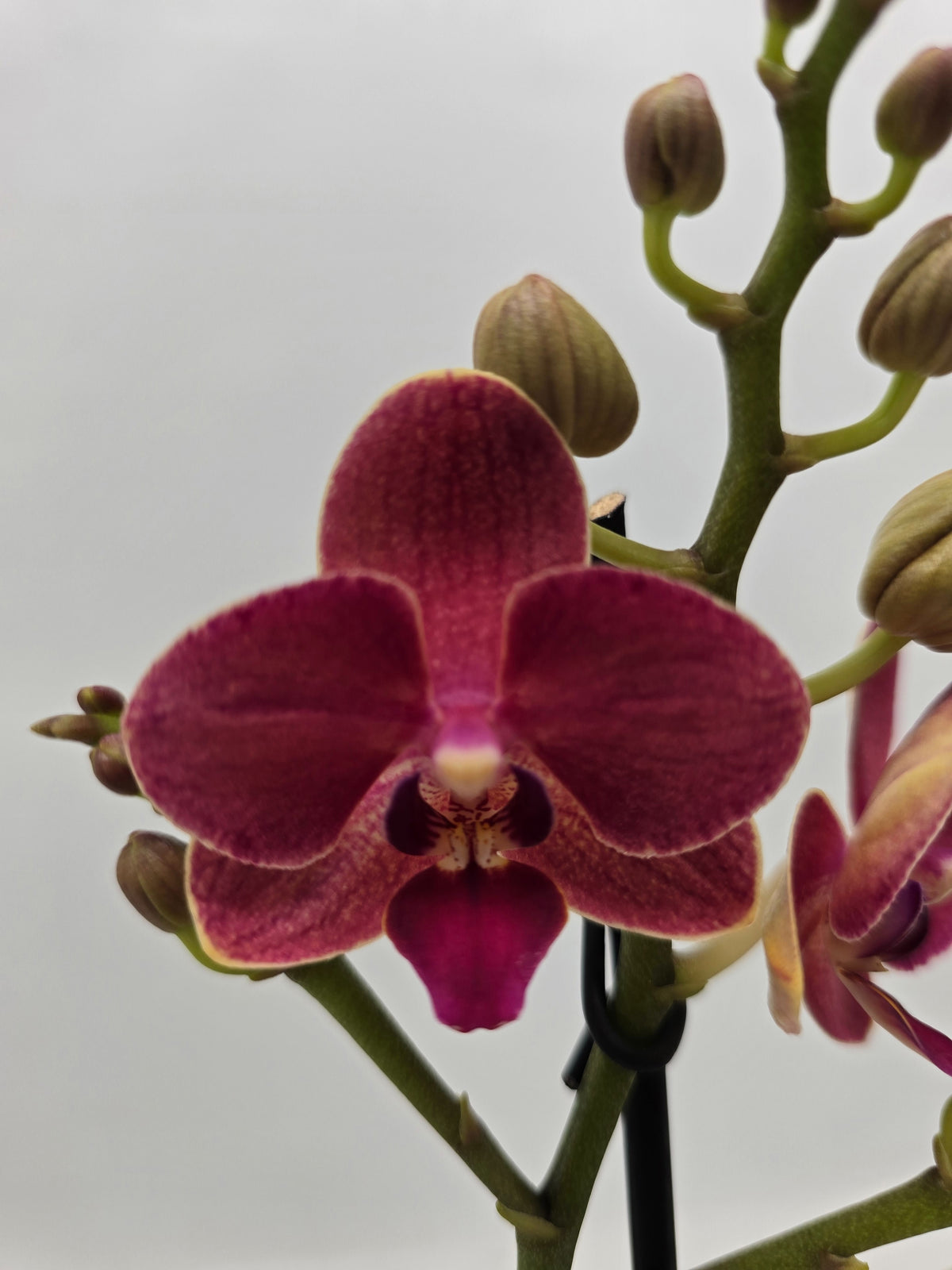 Phalaenopsis Hybrid 40cm 12cm Pot