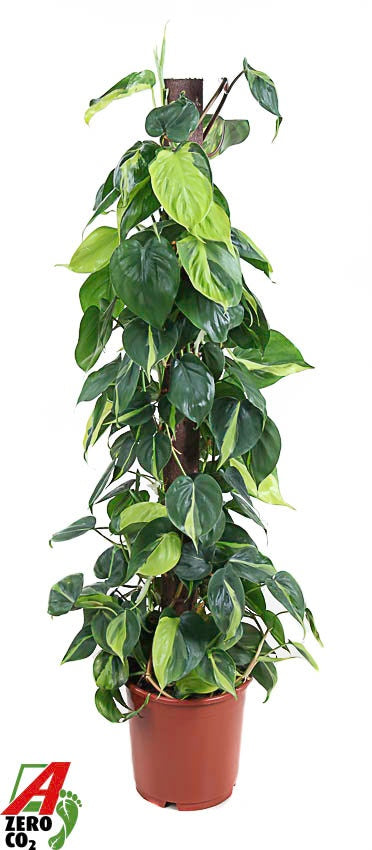 Philodendron Brasil 120cm 24cm Pot