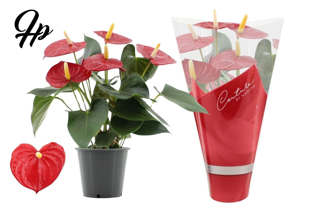 Anthurium Aroha 40cm 12cm Pot