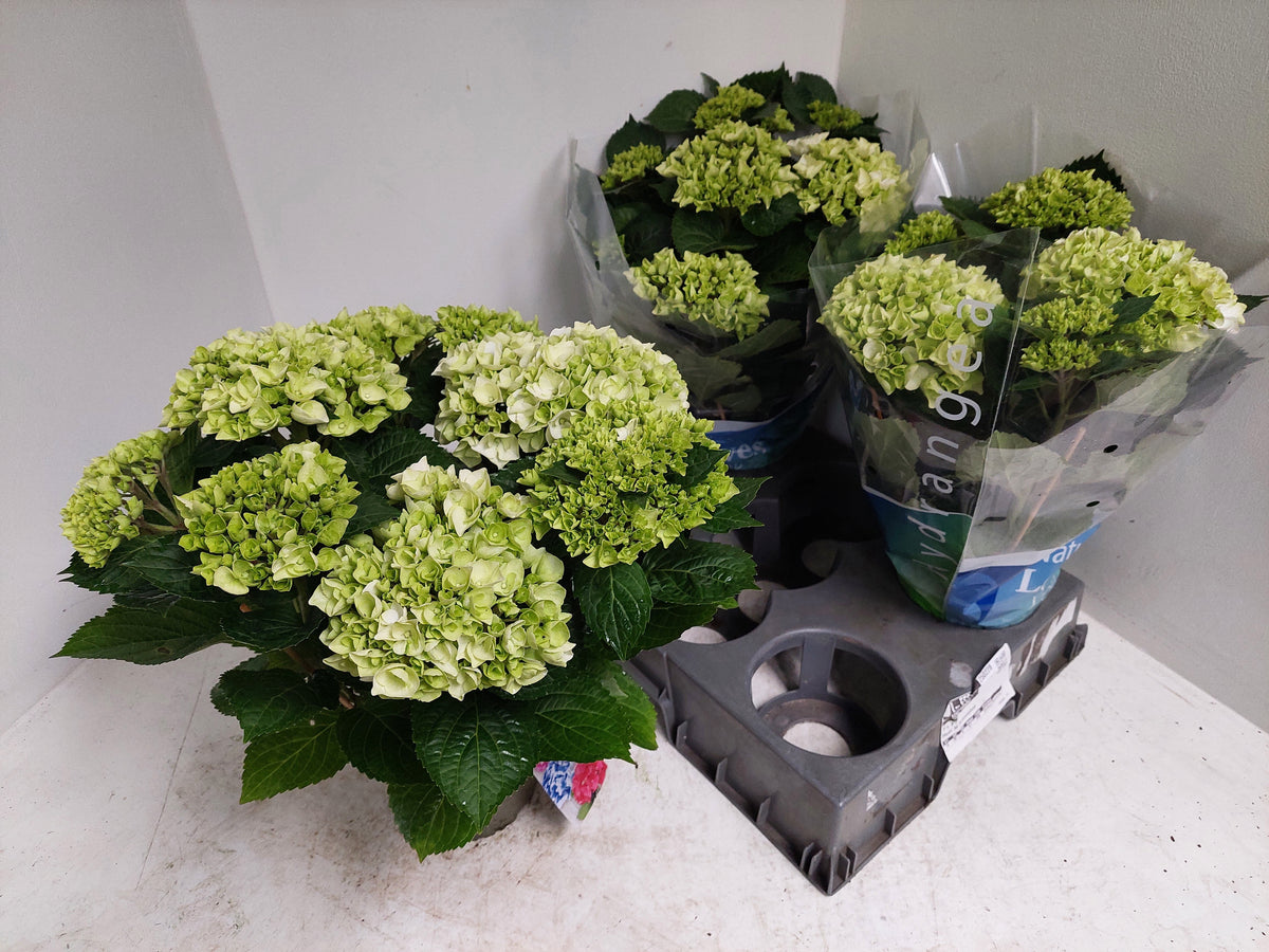 Hydrangea macrophylla Wudu 40cm 15cm Pot
