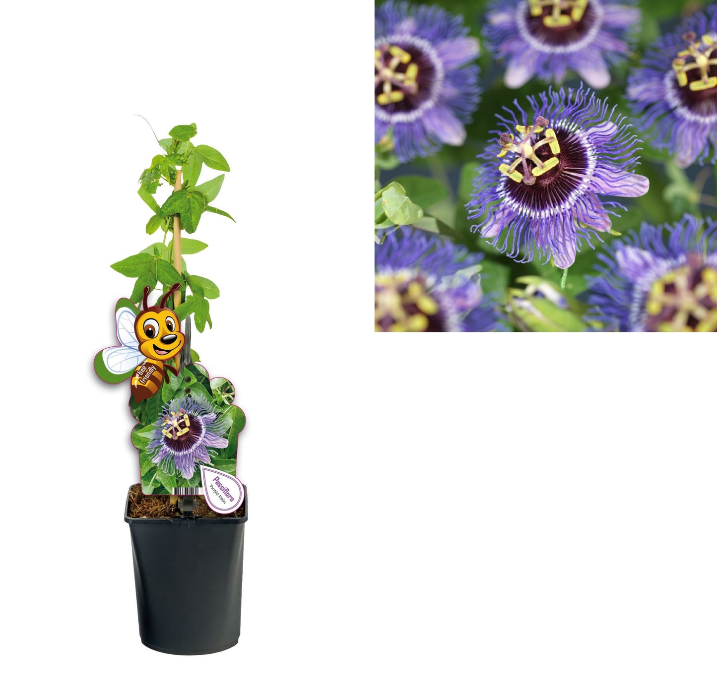 Passiflora Purple Rain 40cm 11cm Pot