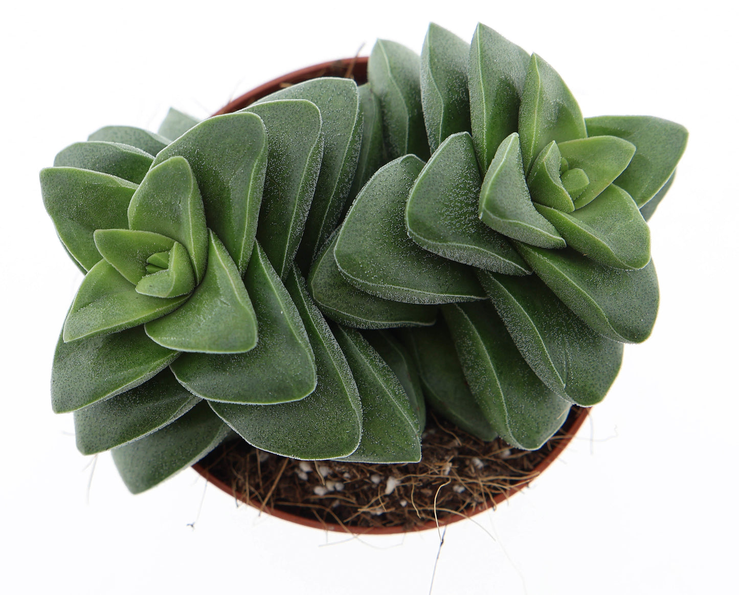 Crassula Springtime 10cm Special Pot (508)