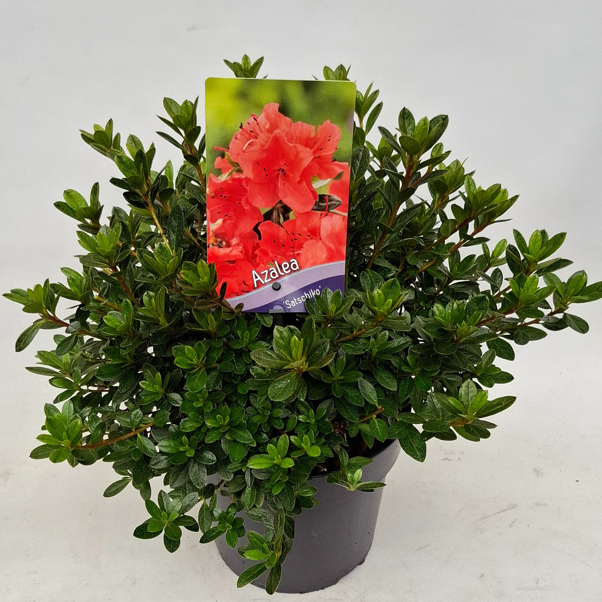 Rhododendron japonicum 30cm 19cm Pot