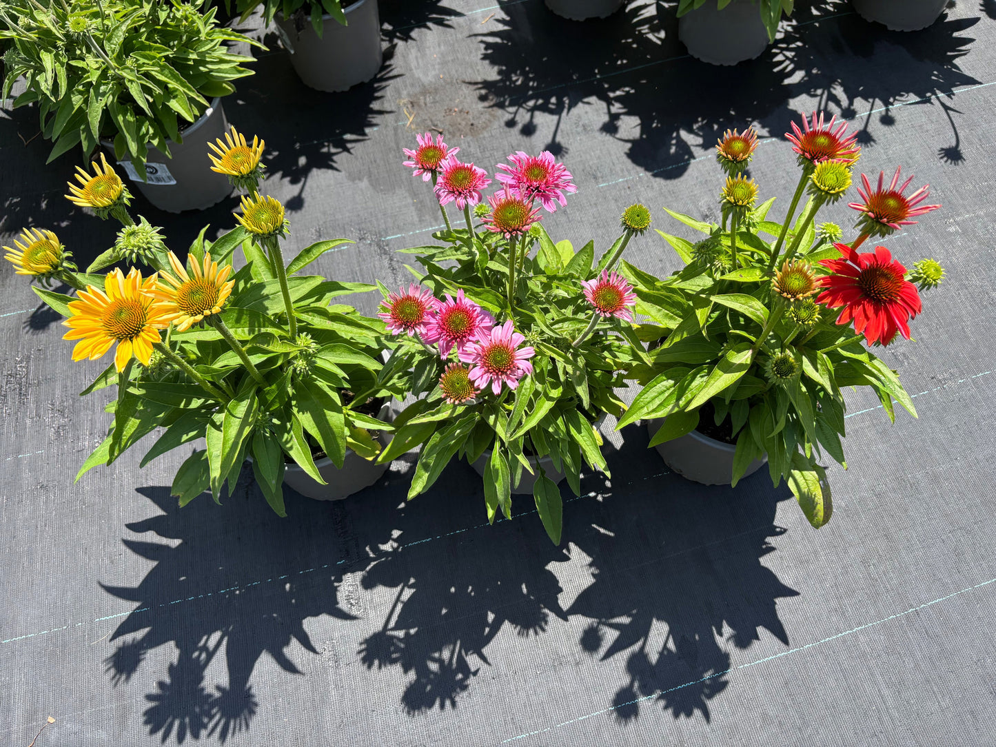 Echinacea Prairie Blaze mix 45cm 17cm Pot