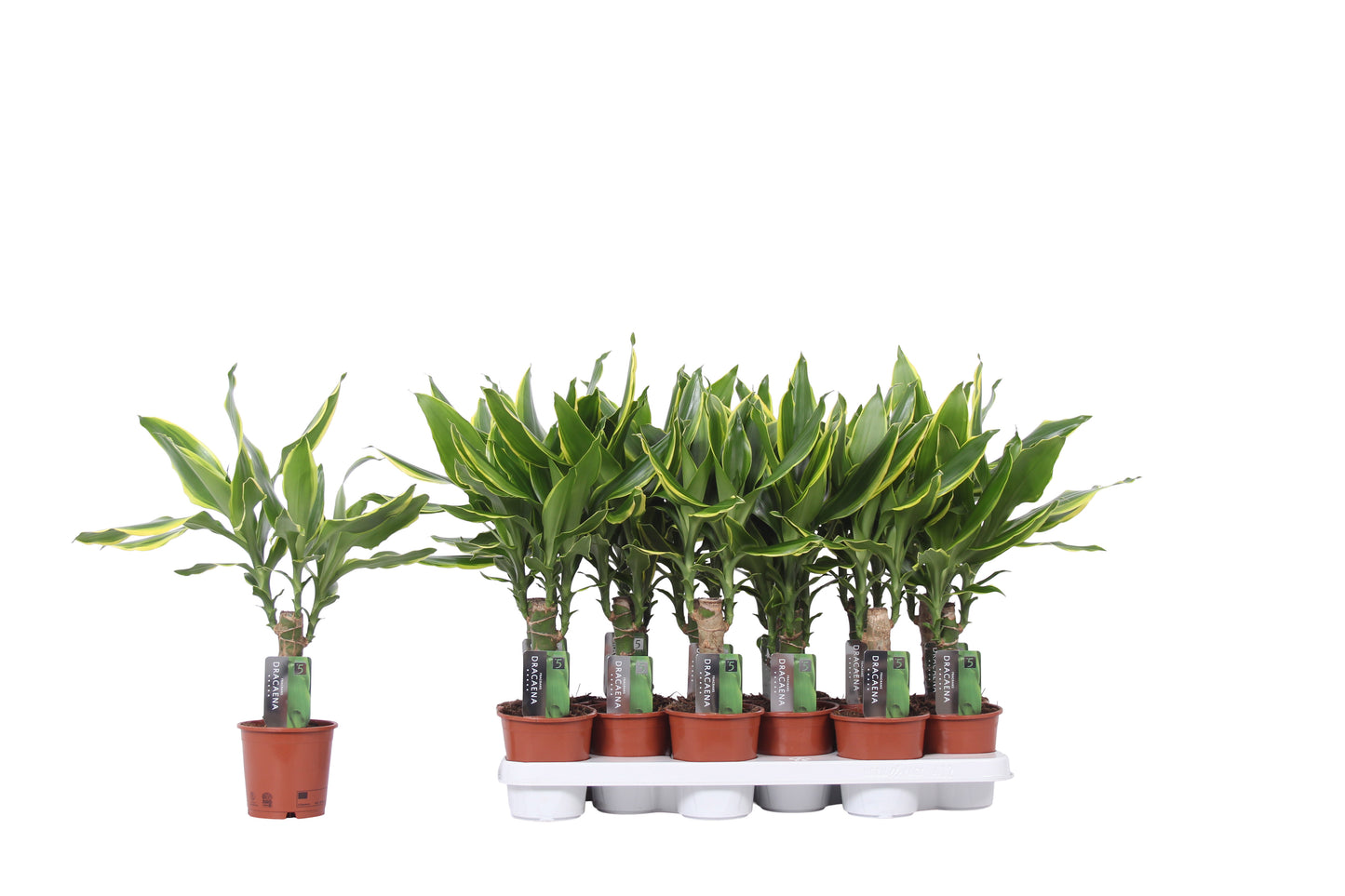 Dracaena fragrans Golden Coast 35cm 11cm Pot