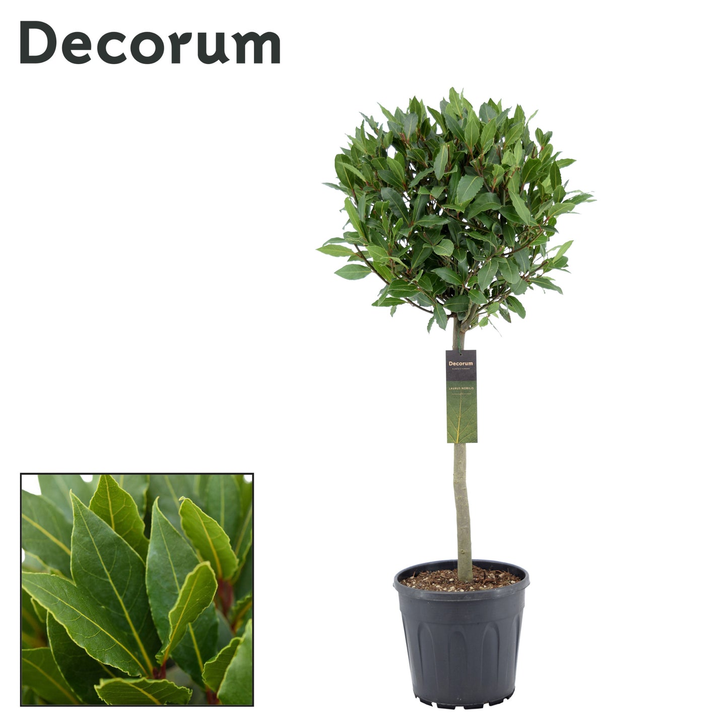 Laurus nobilis 100cm 25cm Pot