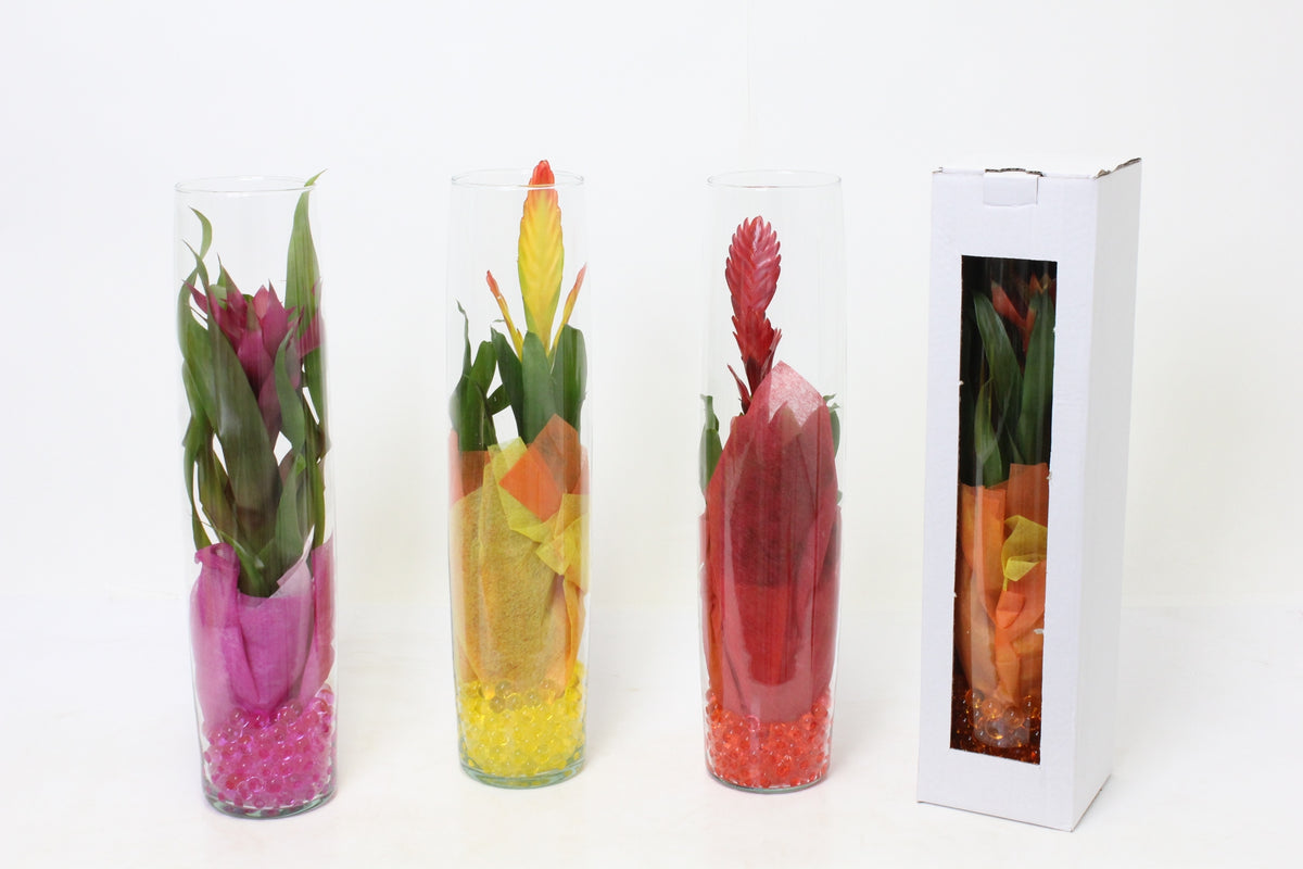 Bromelia mix 50cm 15cm Pot