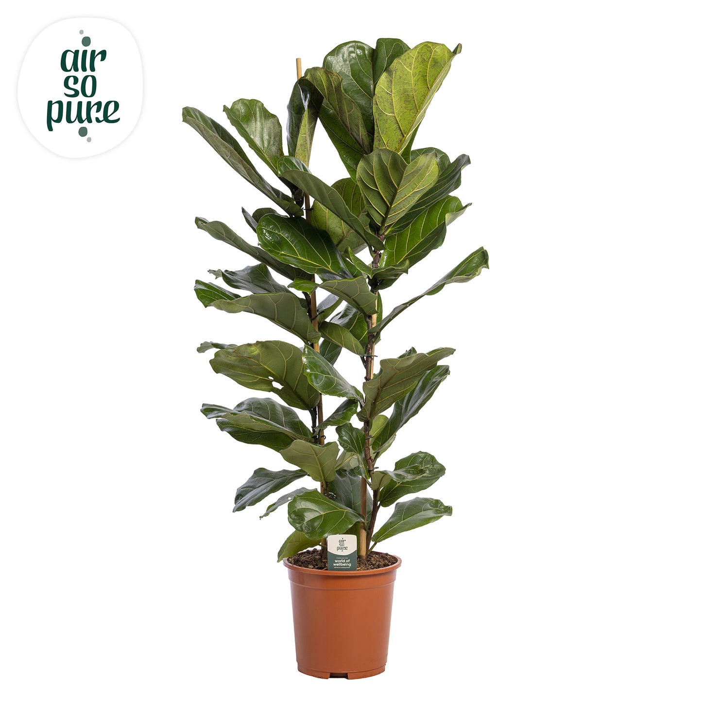 Ficus lyrata 140cm 27cm Pot
