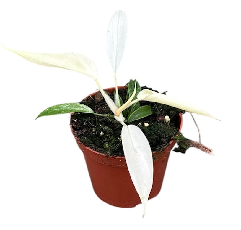 Philodendron scandens 12cm 8cm Pot