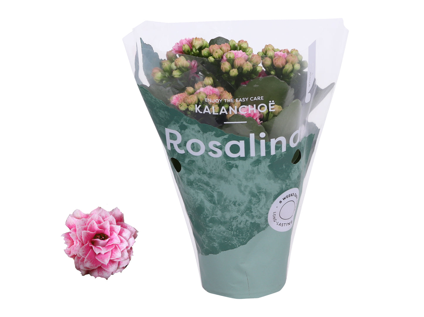 Kalanchoe Rosalina Don Alano 15cm 7cm Pot