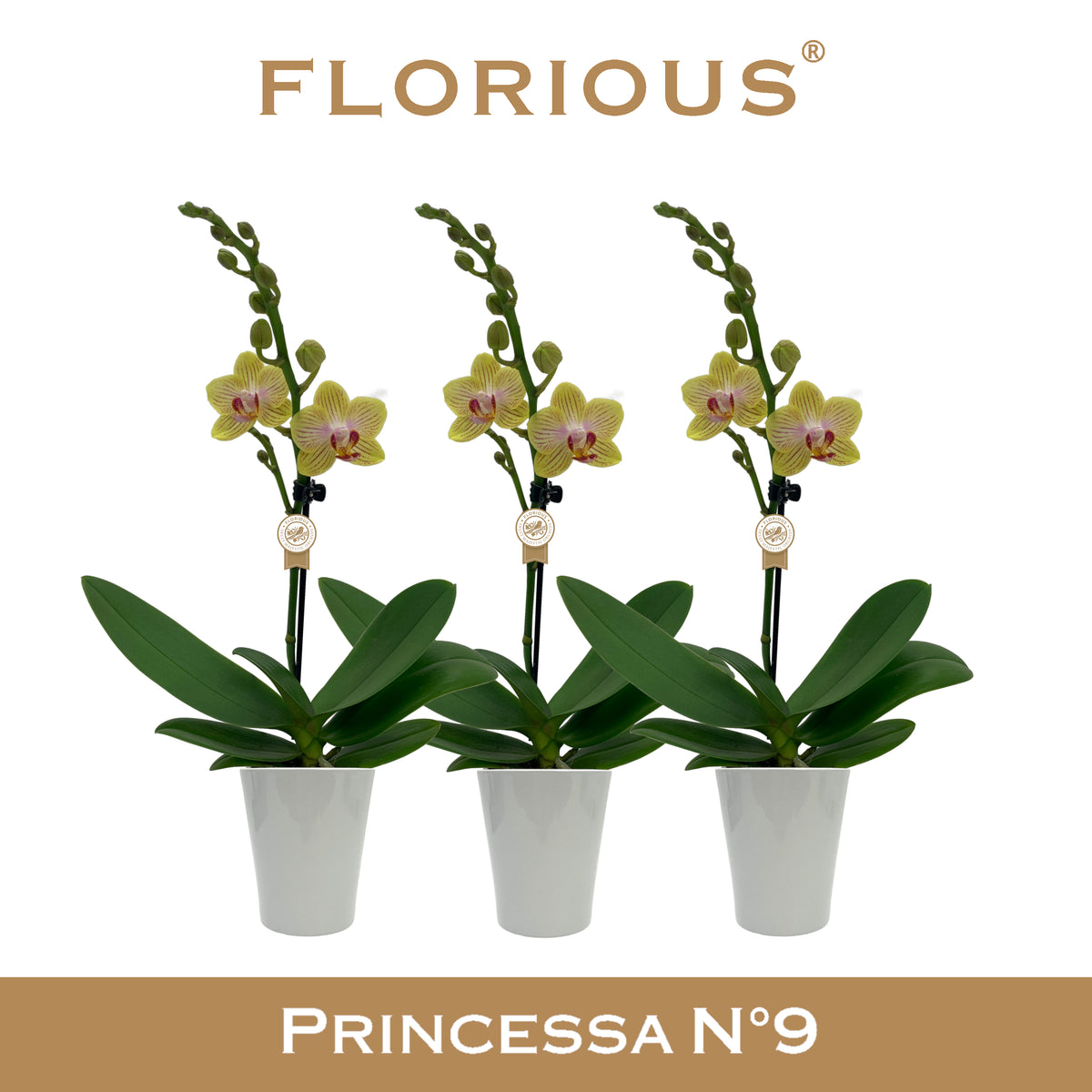 Phalaenopsis yellow 40cm 9cm Pot