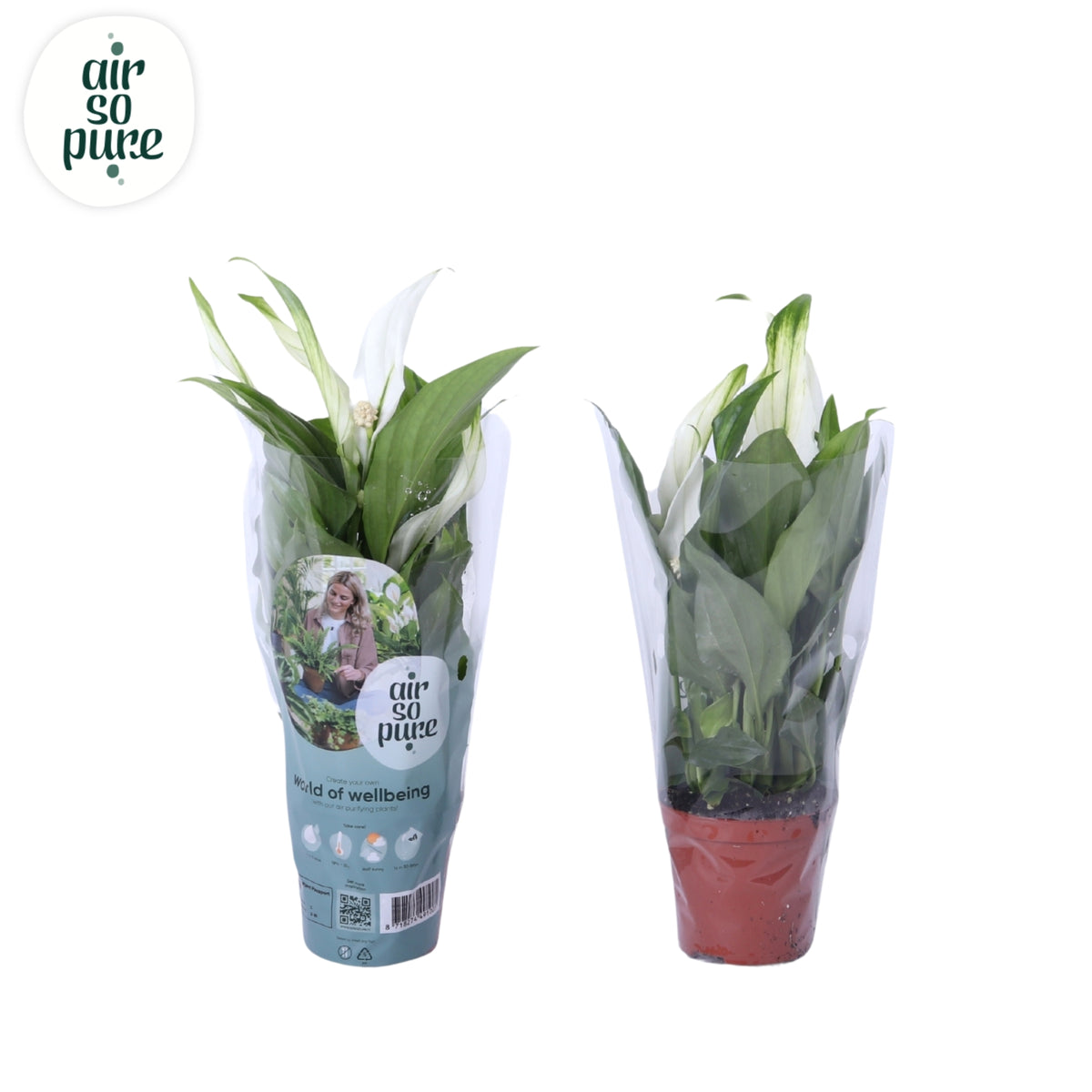 Spathiphyllum Pearl Cupido 24cm 7cm Pot
