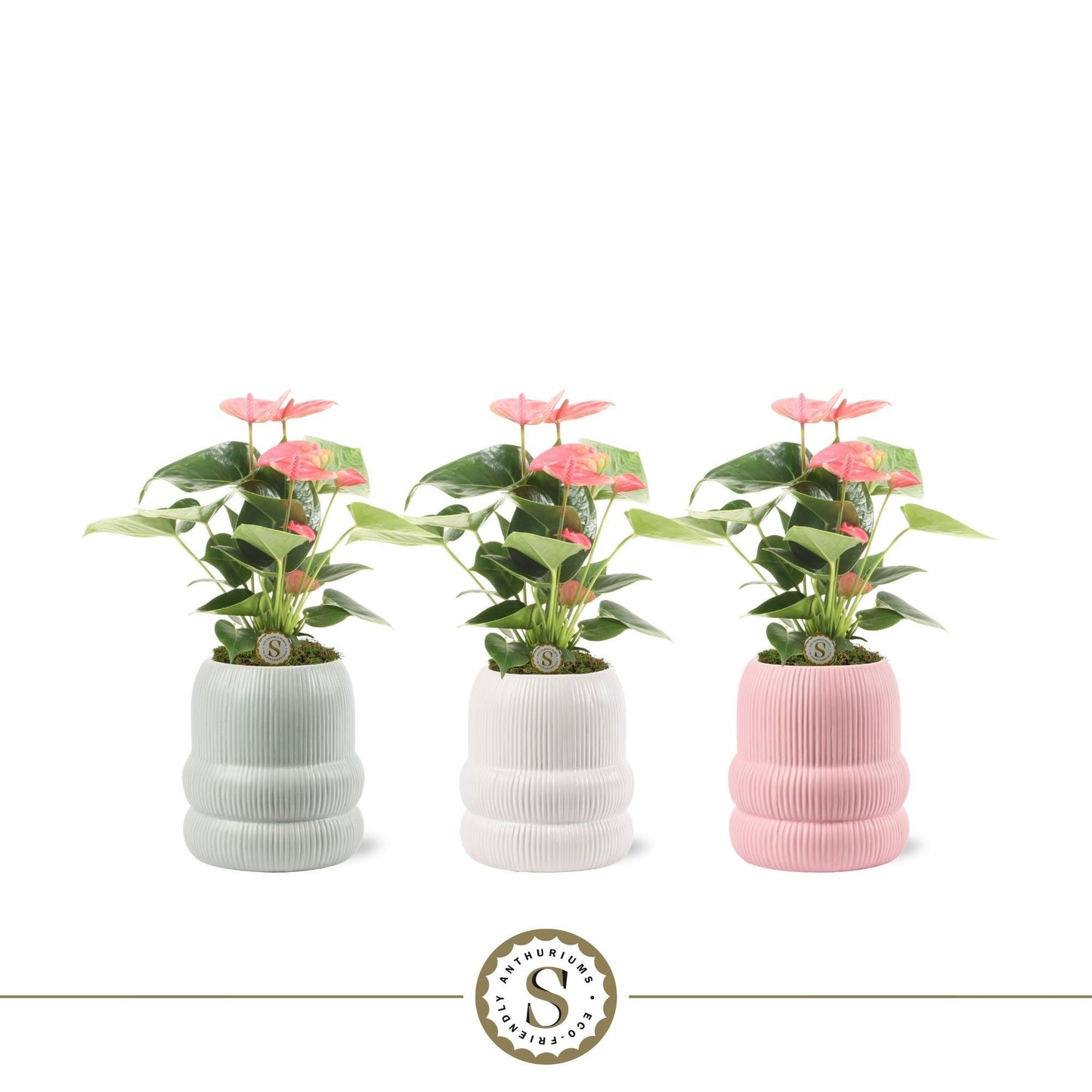 Anthurium Pink Champion 25cm 9cm Pot