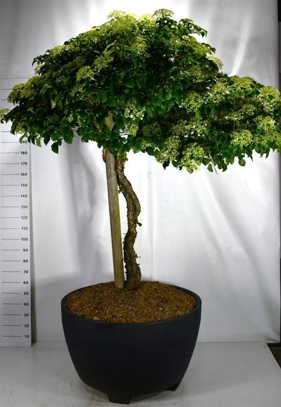 Hydrangea petiolaris 300cm 100cm Pot