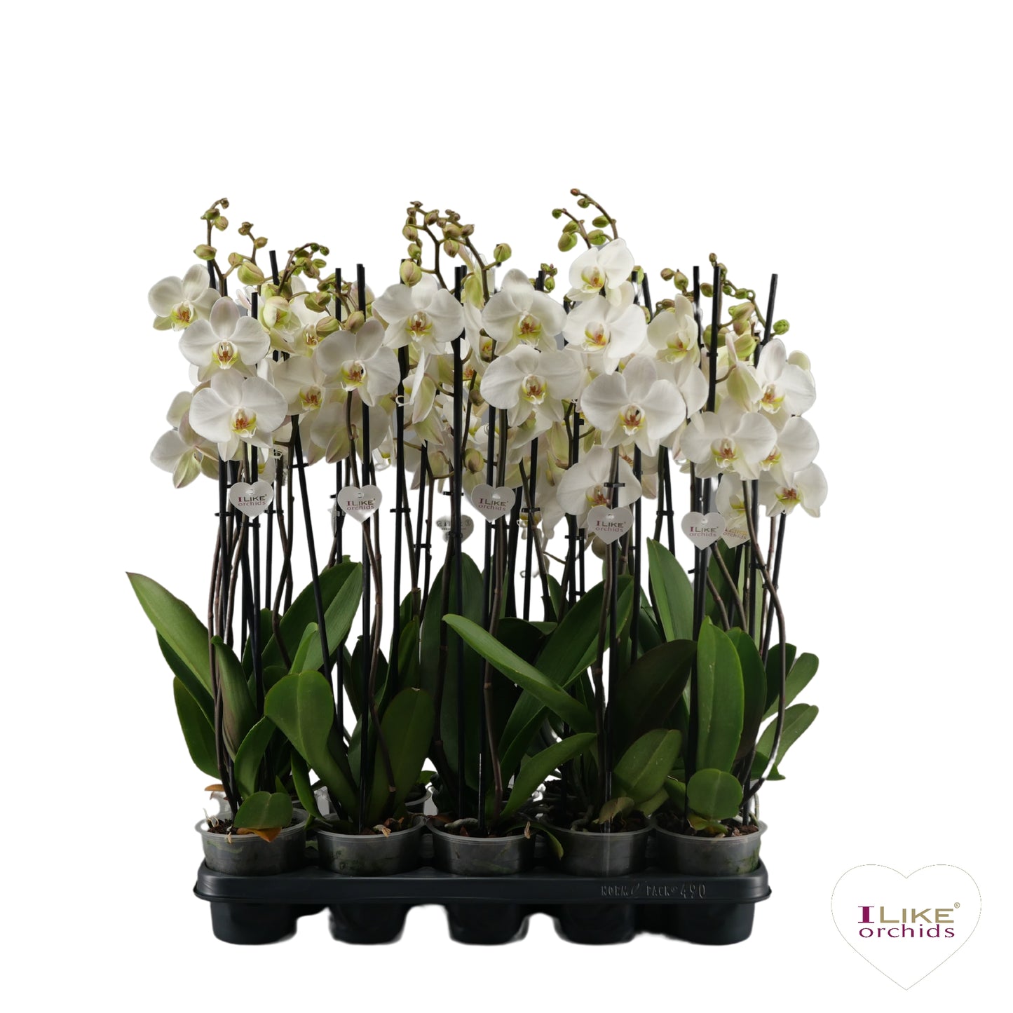Phalaenopsis white 55cm 12cm Pot