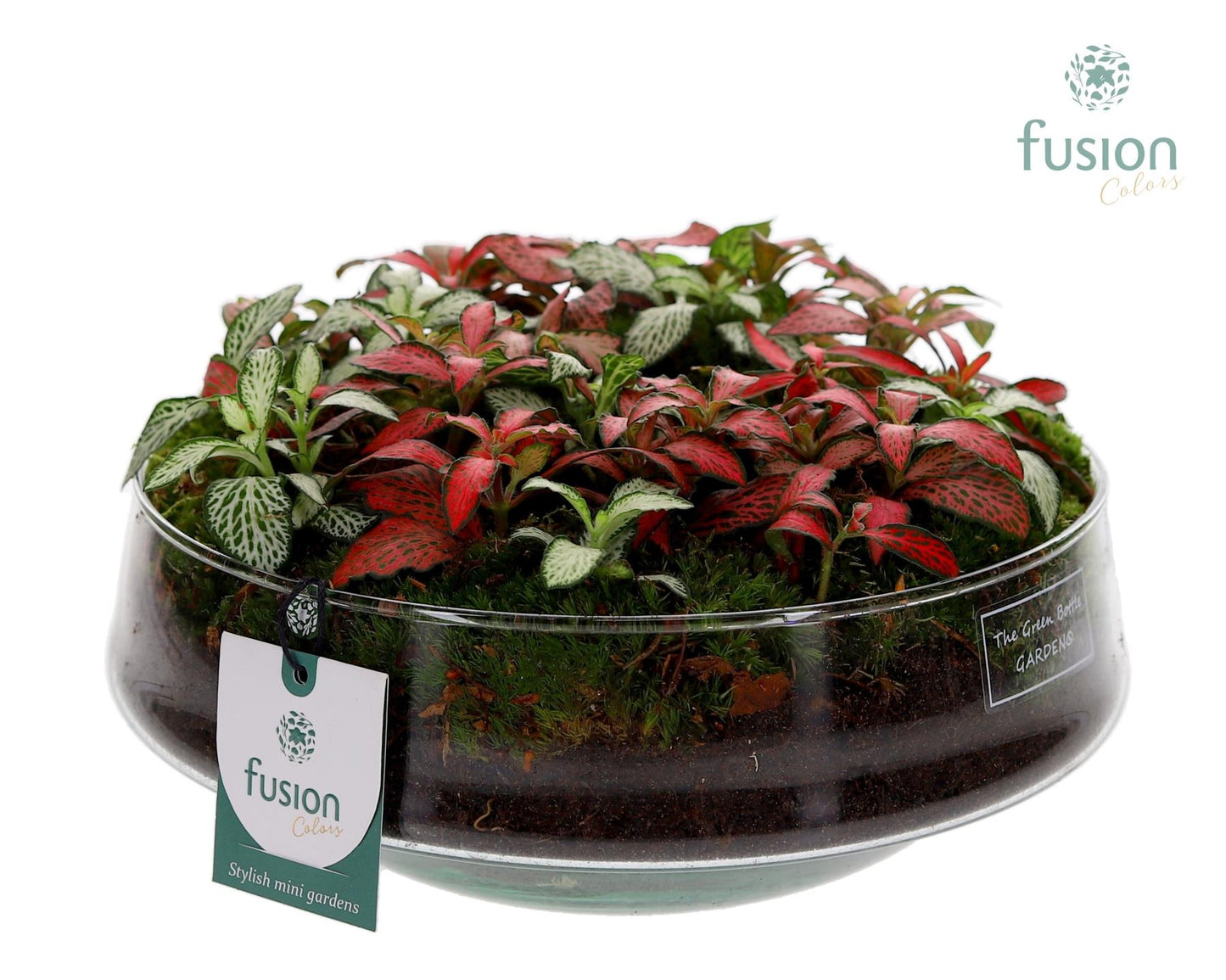Green Bottle Iris Large met Fittonia Arrangement 15cm 24cm Pot