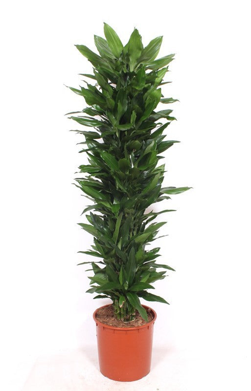 Dracaena frag. Janet Lind 180cm 34cm Pot
