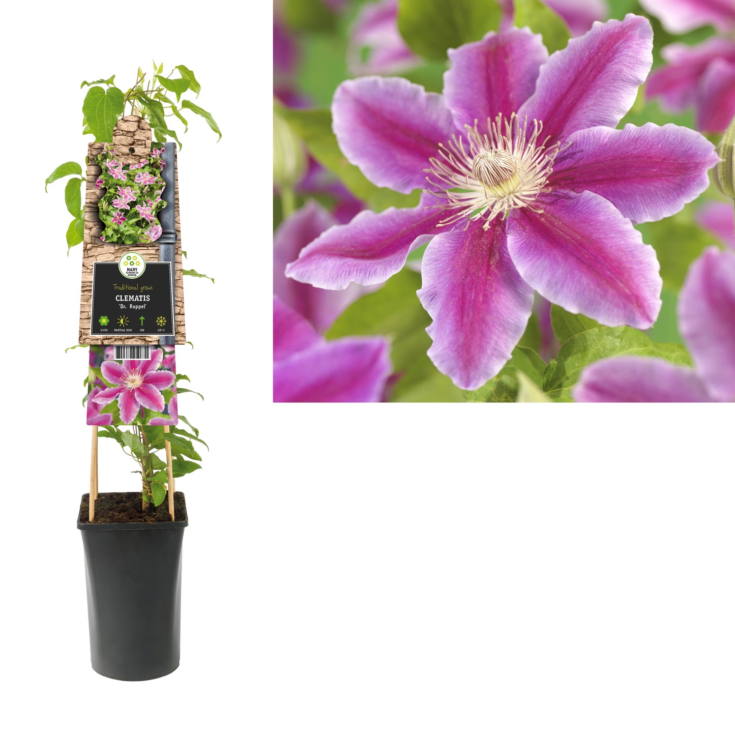 Clematis Dr Ruppel 75cm 17cm Pot