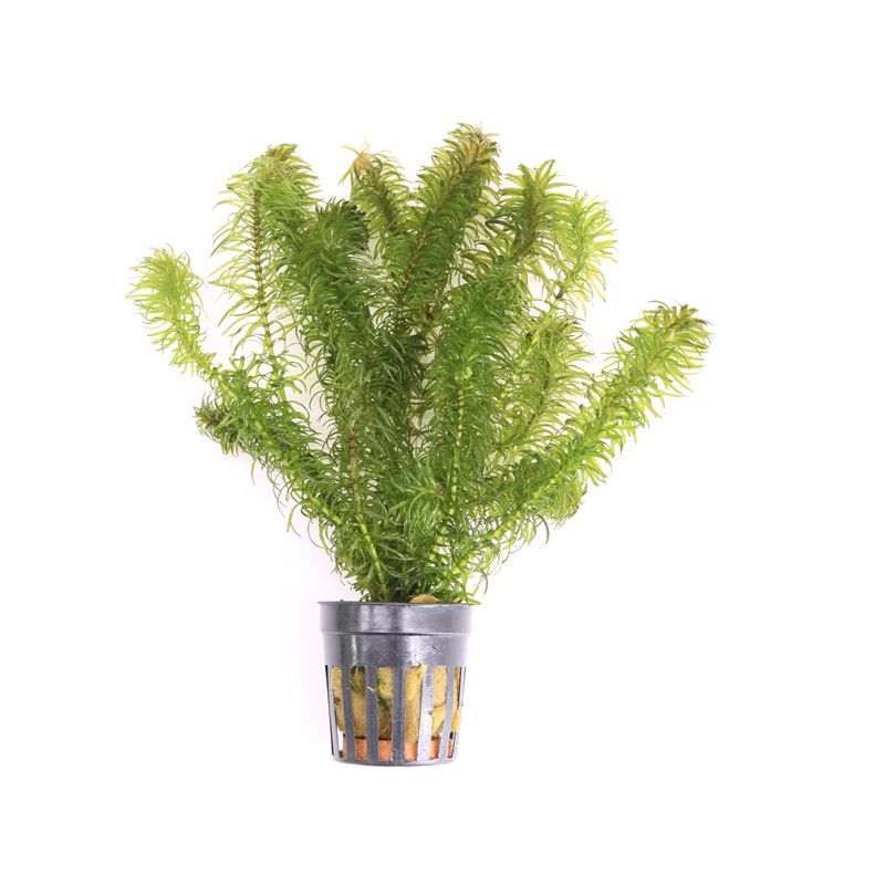 Aquarium plant mix 10cm 5cm Pot