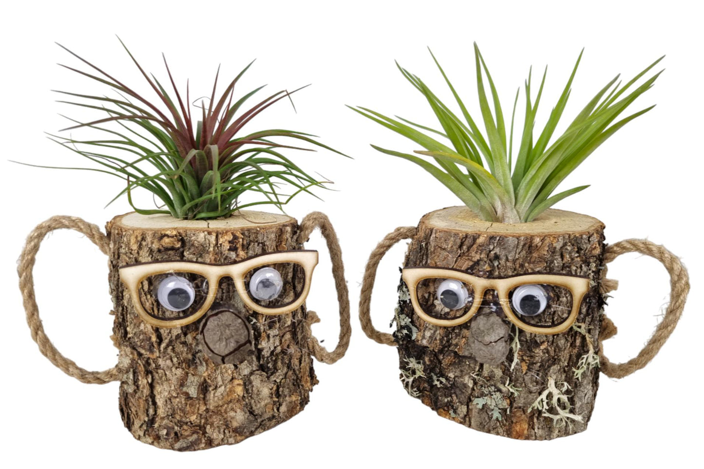 Tillandsia cyanea 20cm 8cm Pot