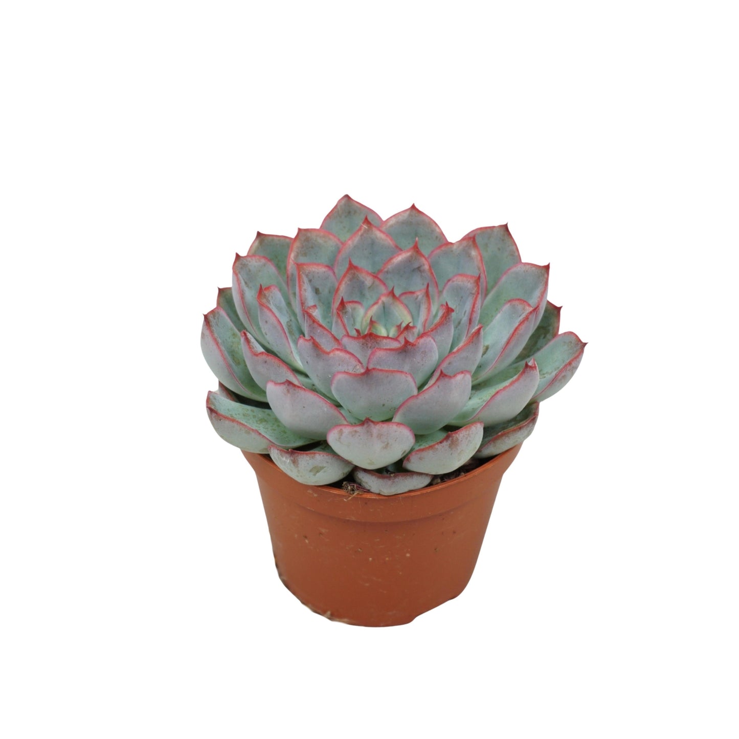 Echeveria Hercules 10cm 8.5cm Pot