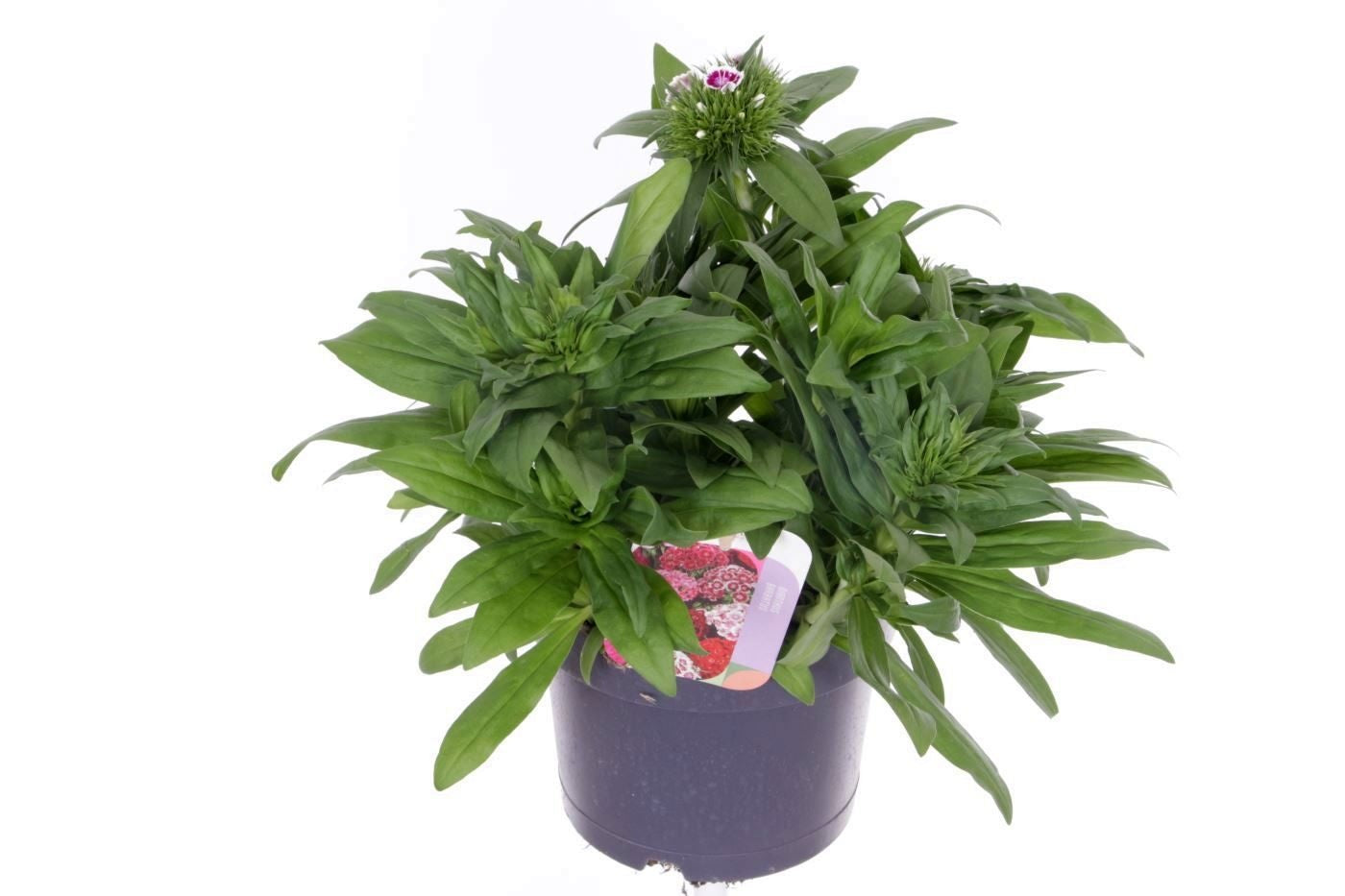 Dianthus barbatus ("Sweet William") 35cm 17cm Pot