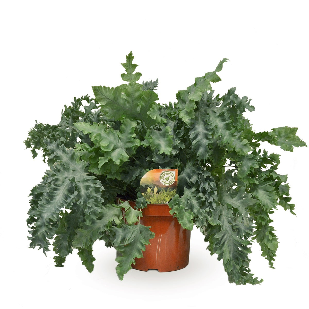 Phlebodium Davana 60cm 26cm Pot
