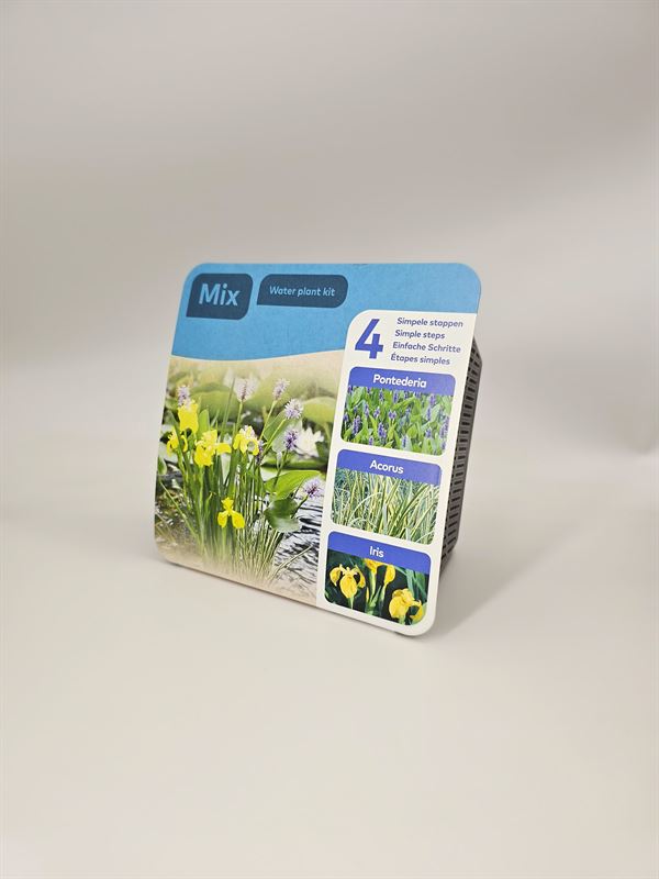 Waterplkw R. Moerings Do-it-yourself box Water plants Pontederia Pack of 7