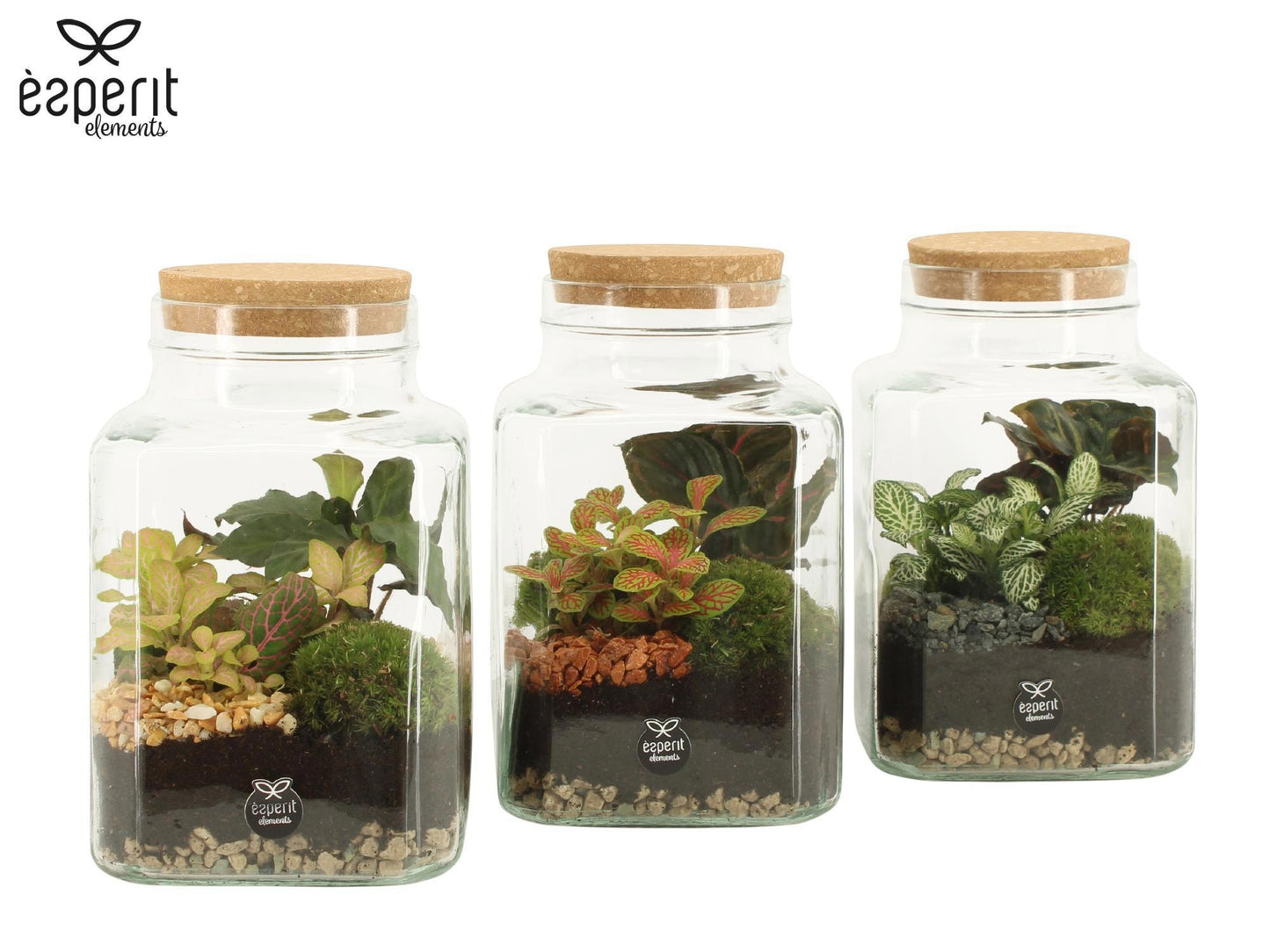 Glass Terrarium 20cm 13cm Pot