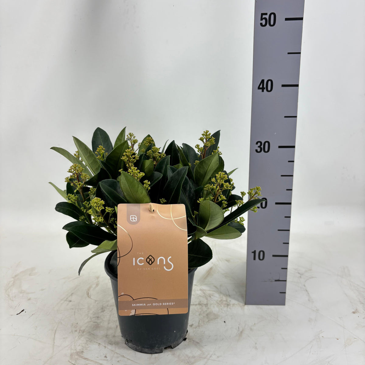 Skimmia japonica Miracle 50cm 19cm Pot