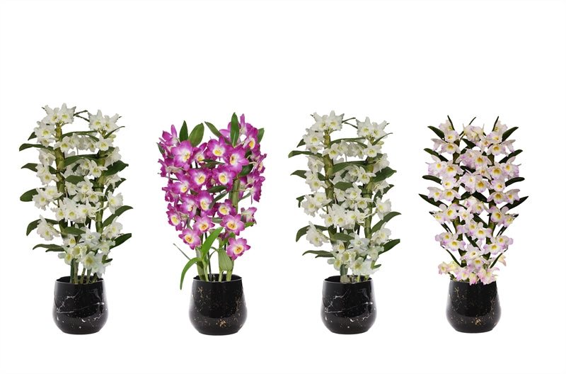 Dendrobium nob. Star Class 50cm 12cm Pot