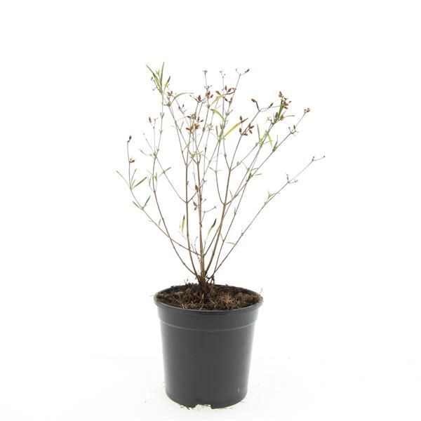 Hypericum Gemo 10cm 14cm Pot