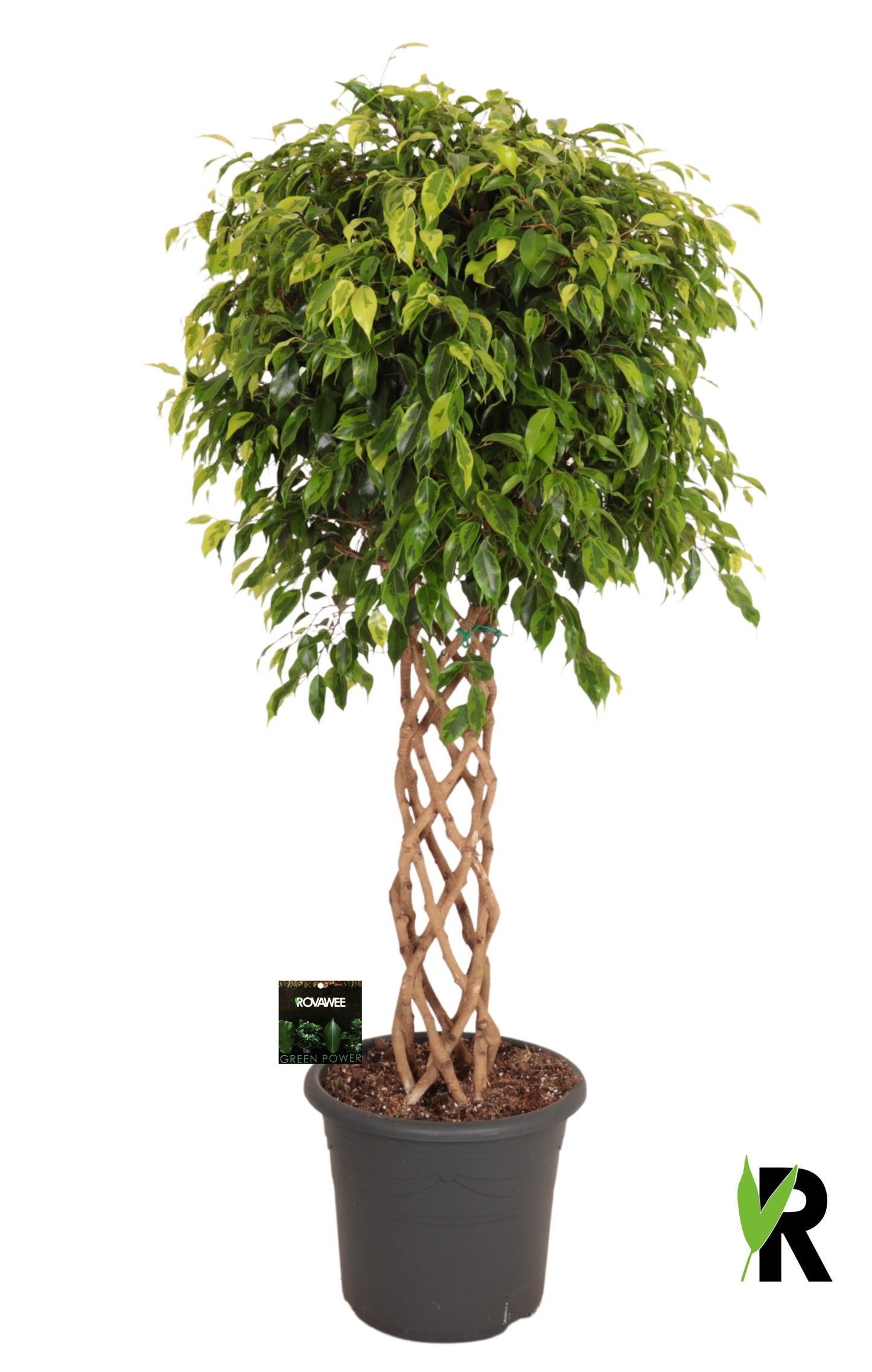 Rovawee BV Ficus benj. Anastasia Pack of 1
