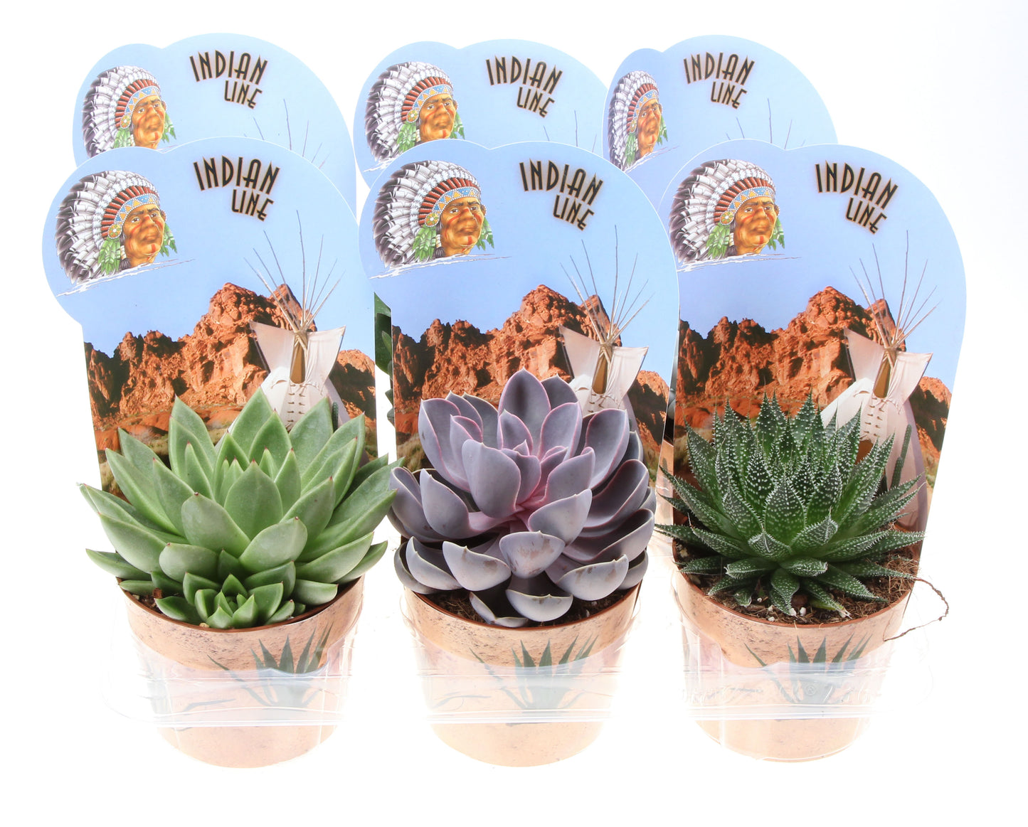 Euro Cactus Holland Bv Potcover indian line succulent mix Pack of 6