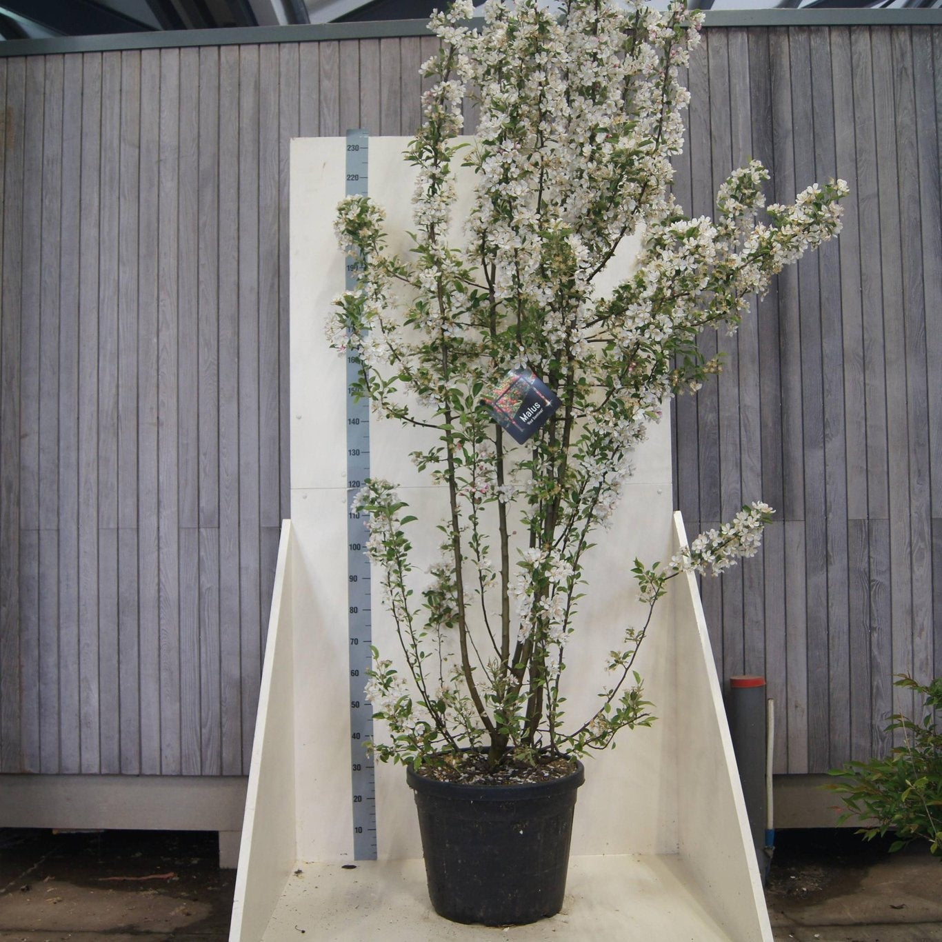 Malus Red Sentinel 240cm 55cm Pot