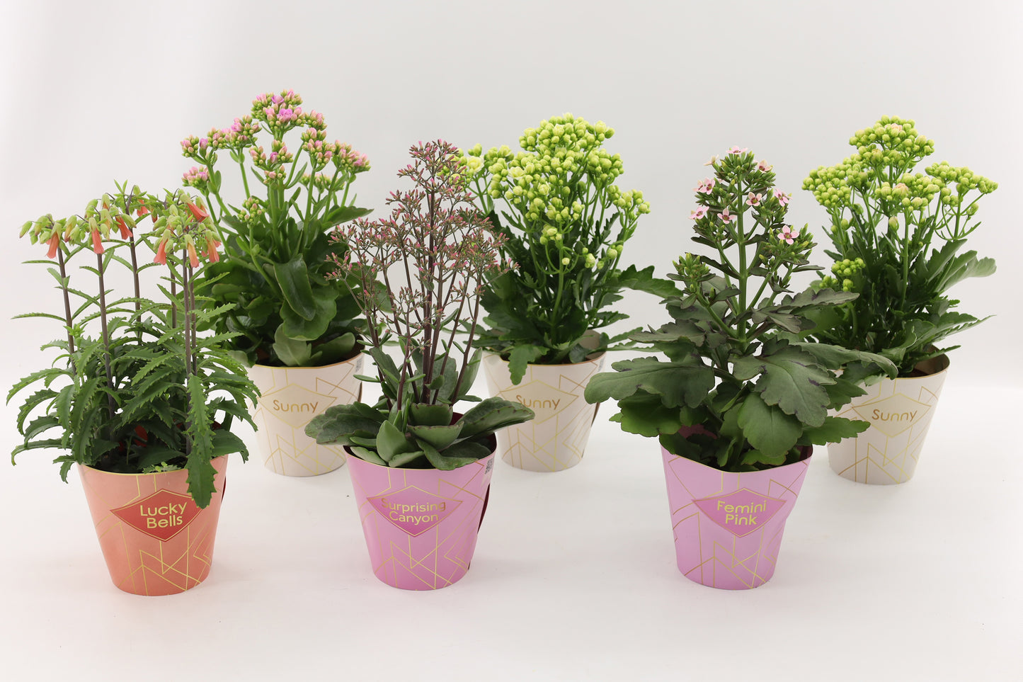 Vilosa Kalanchoe Veranda mix Pack of 6