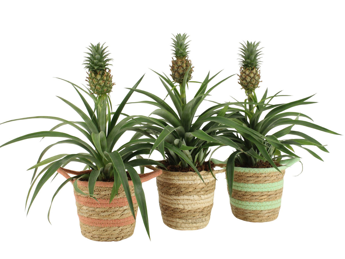 Ananas Mi Amigo 40cm 12cm Pot