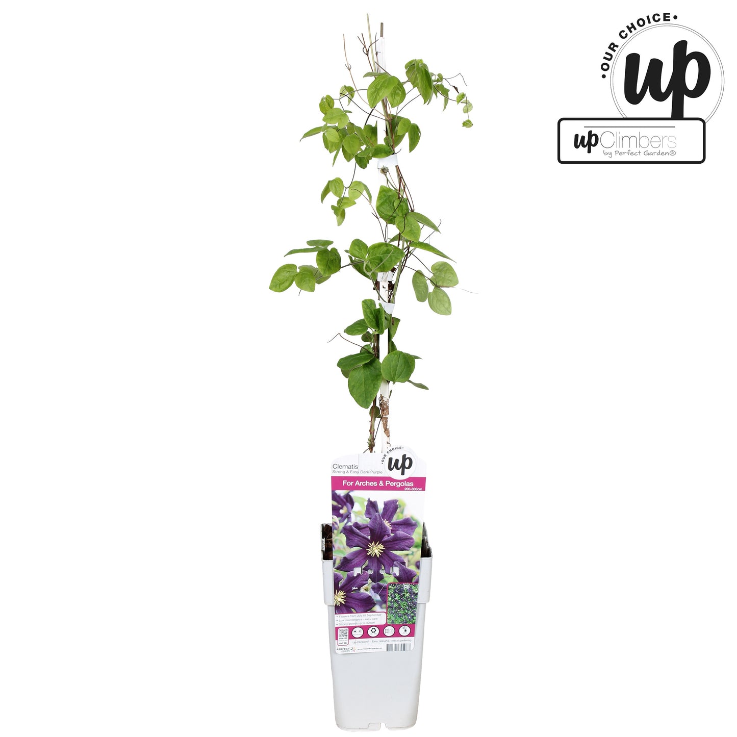 Clematis Romantika 65cm 15cm Pot