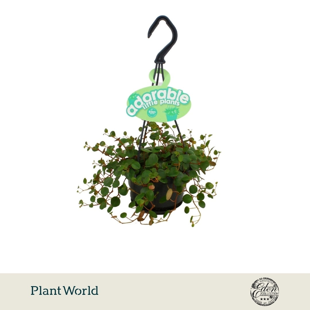Plantworld Smit Kwekerij Peperomia Pepperspot Pack of 5