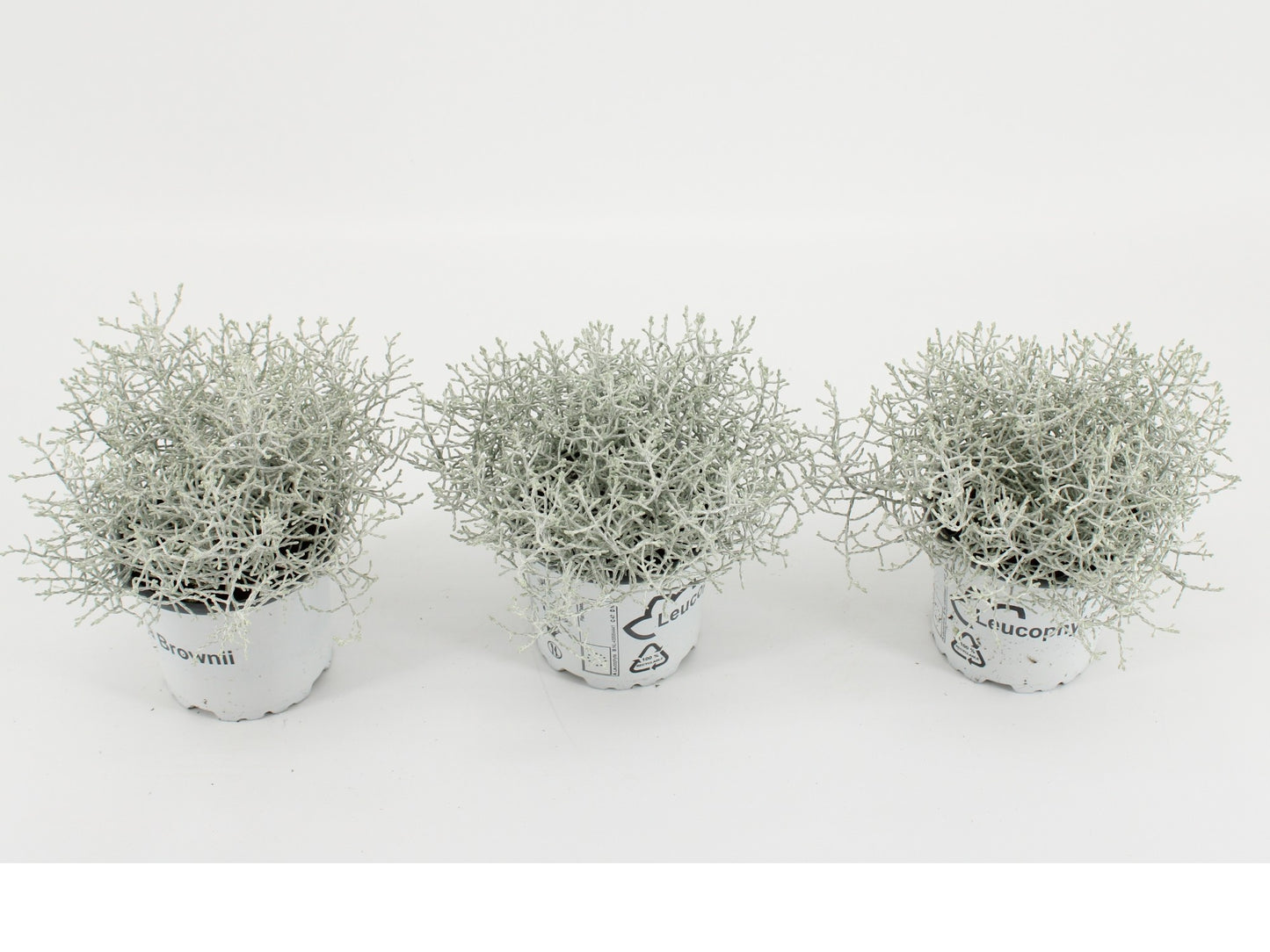 Leucophyta brownii 20cm 10.5cm Pot