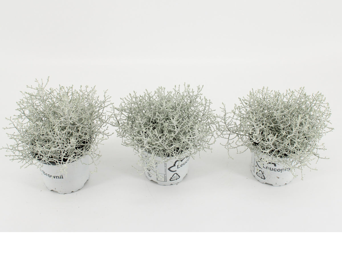 Leucophyta brownii 20cm 10.5cm Pot