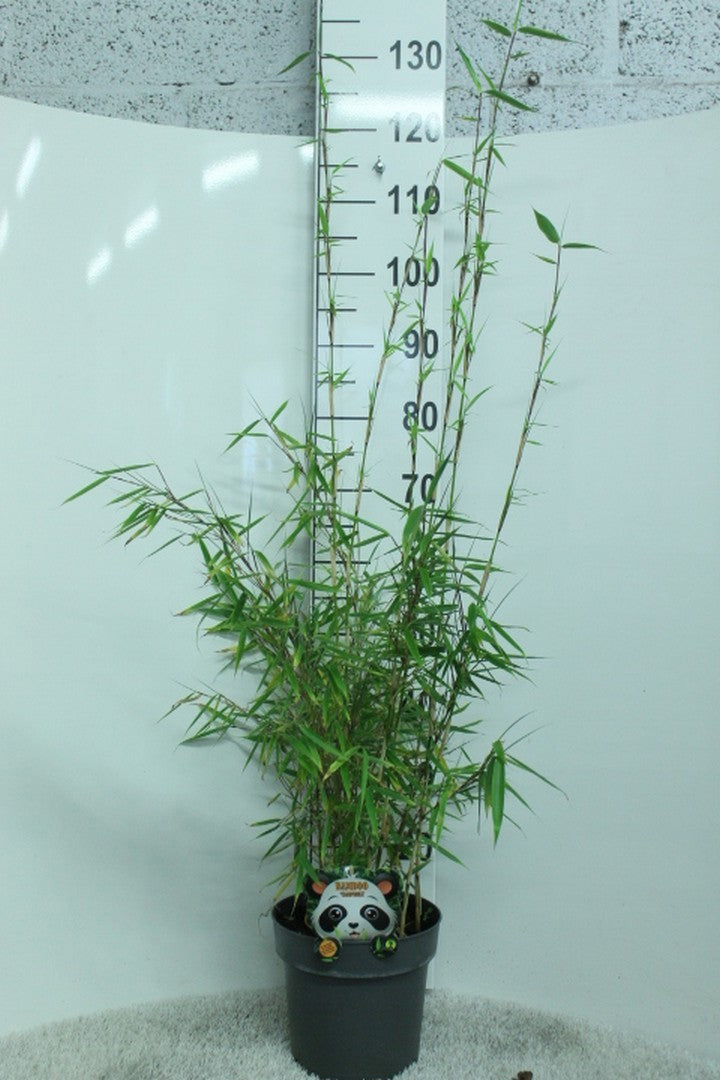 Fargesia robusta Campbell 120cm 23cm Pot