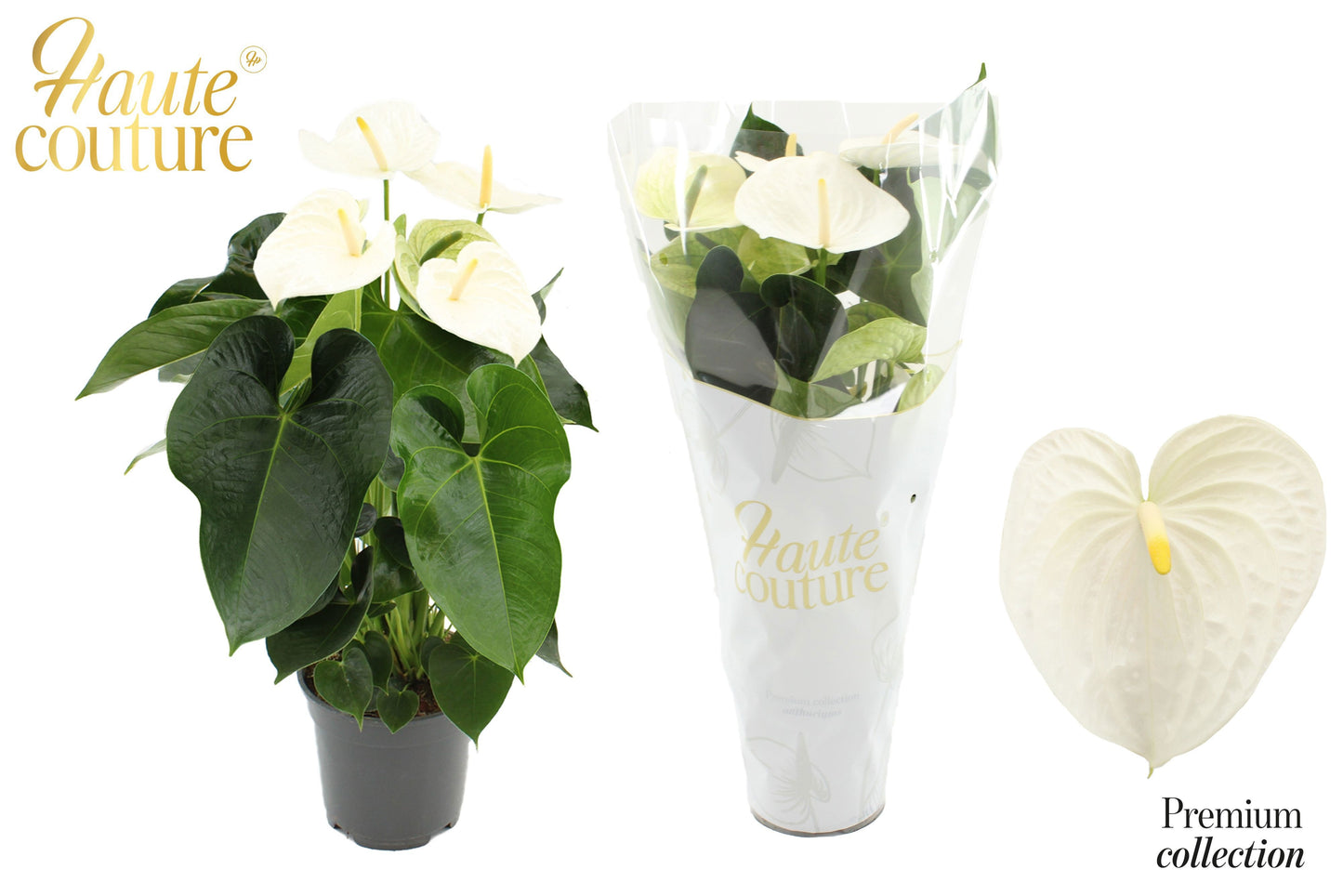 Anthurium Alpine 60cm 17cm Pot